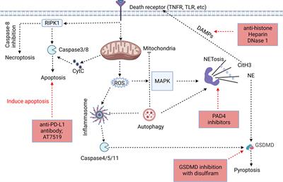 Dysregulation of neutrophil death in sepsis